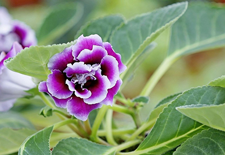 Big rock Tung flower