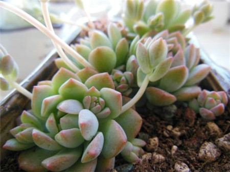 Echeveria prolifica 