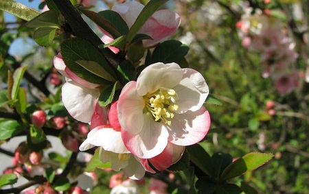 Begonia