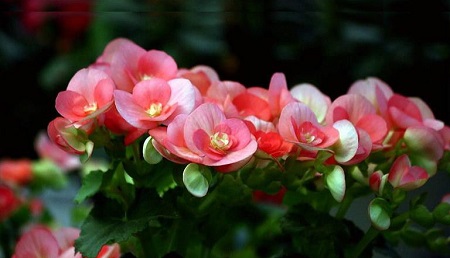 Begonia