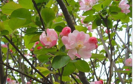 Begonia bloom