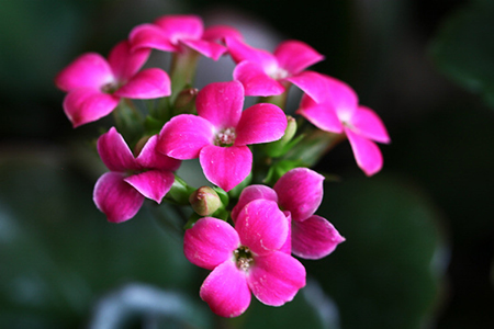 Longevity flower