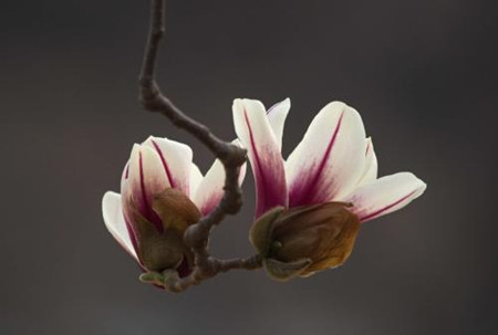 Magnolia biondii