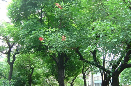 Beautiful Erythrina