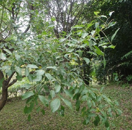 Beautiful cockscomb Erythrina