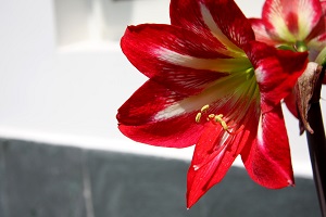 amaryllis