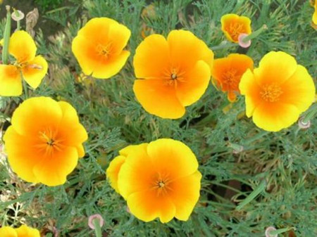 california poppy