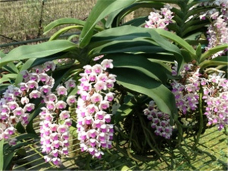 Foxtail orchid