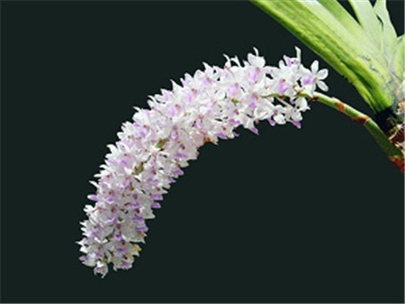 Fingernail orchid