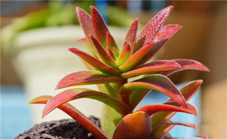 Potted red leaf sacrifice