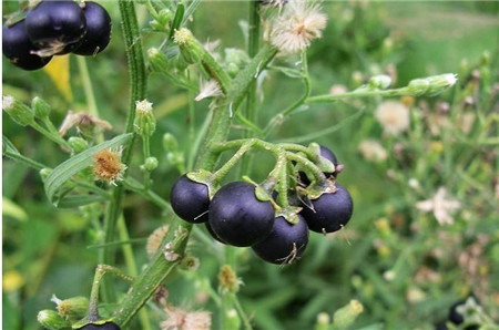 Beautiful Solanum nigrum