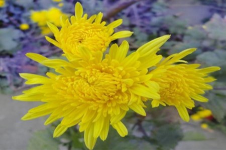 Chrysanthemum