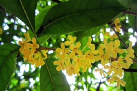 Beautiful osmanthus