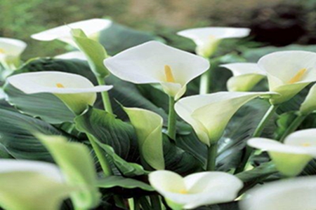 Calla Lily