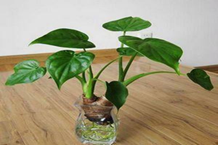 Alocasia macrorrhiza