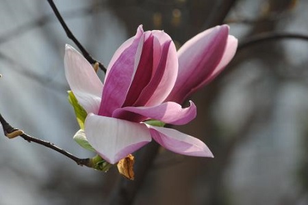 Beautiful Purple Magnolia