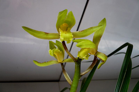 Nice orchid