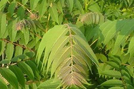 ailanthus