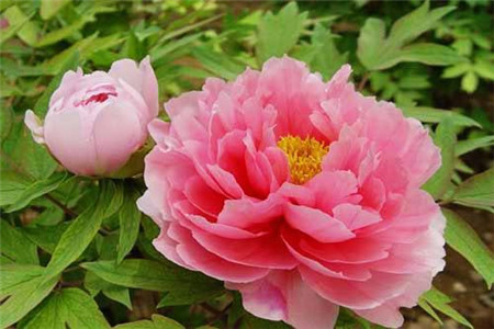 peony