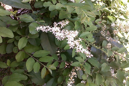 Ligustrum quihoui 