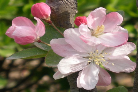 Peach blossom