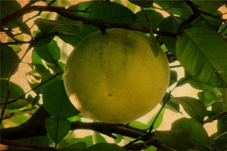 pomelo