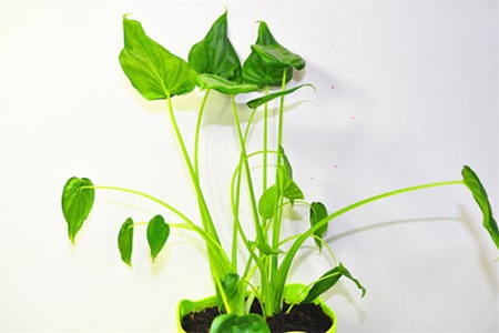 Alocasia macrorrhiza