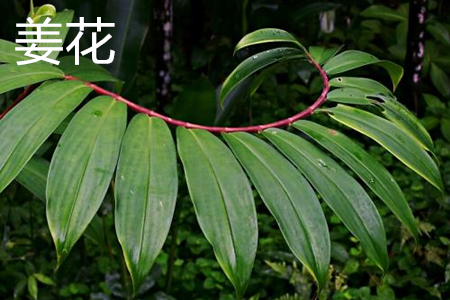 Leaves of ginger flower