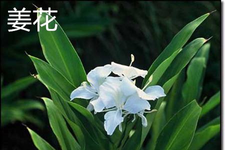 Petals of ginger flower