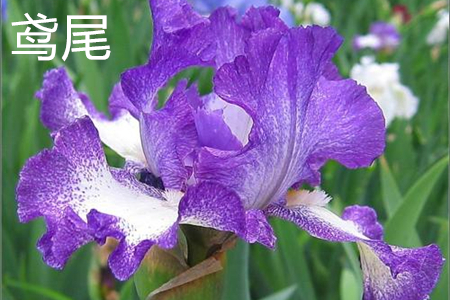 Warbler tail flower