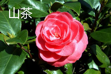 camellia