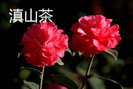 Yunnan Camellia