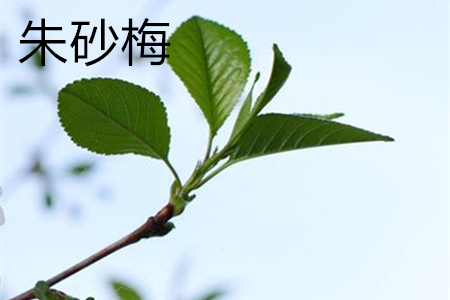 Cinnabar plum leaves