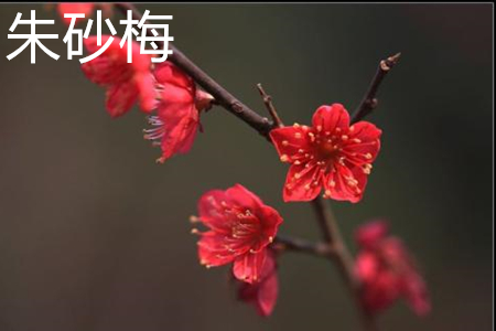 Cinnabar plum petals