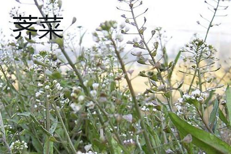 Shepherd's purse flower