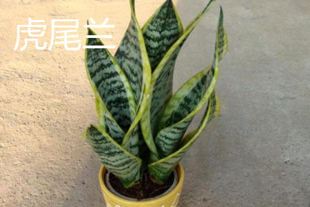 Sansevieria