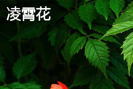 Lingxiao flower leaf