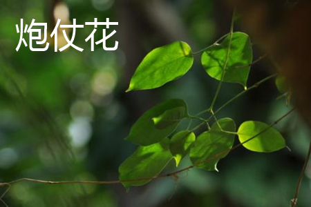 Firecracker flower leaf