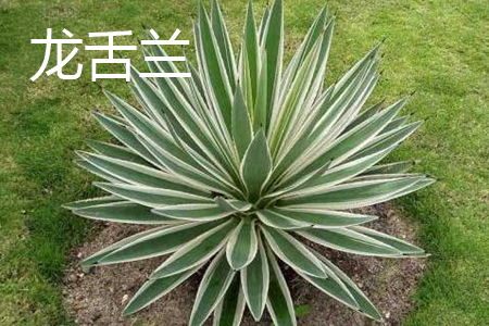 agave