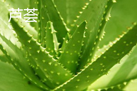 aloe