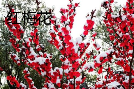 red plum blossom