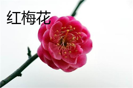 red plum blossom