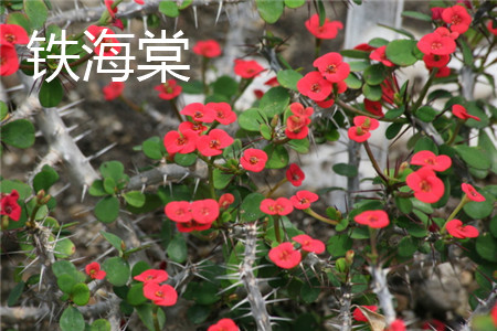 Flower of crown of thorns Euphorbia