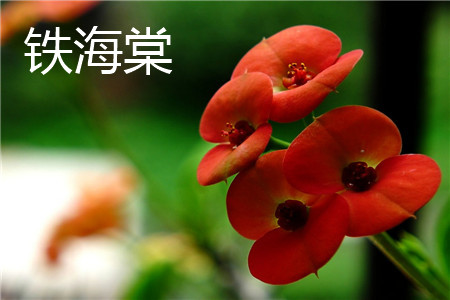 Flower of crown of thorns Euphorbia