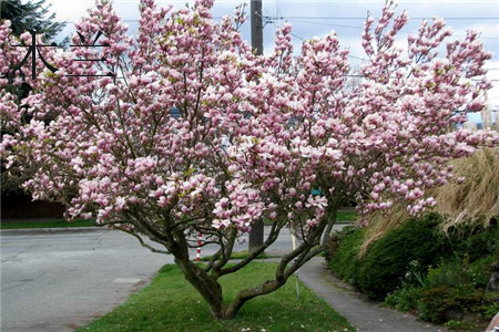 Magnolia