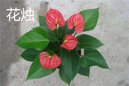 Anthurium