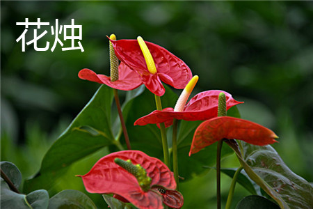 Anthurium