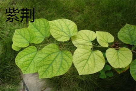 Bauhinia