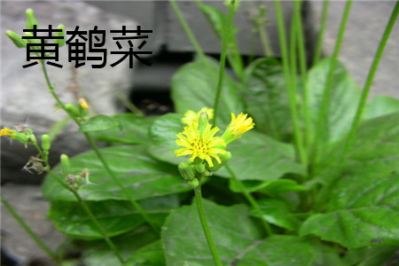 Youngia japonica