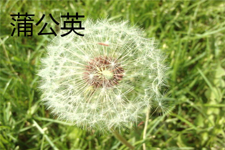 Dandelion